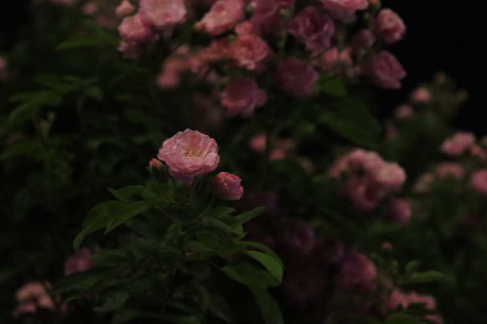 夜色蔷薇