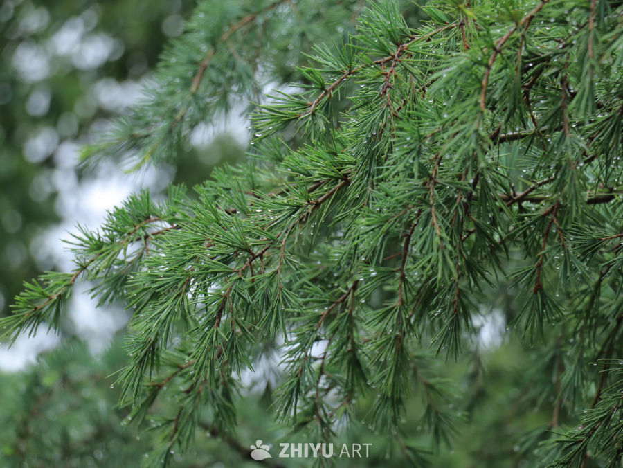 雨后松针