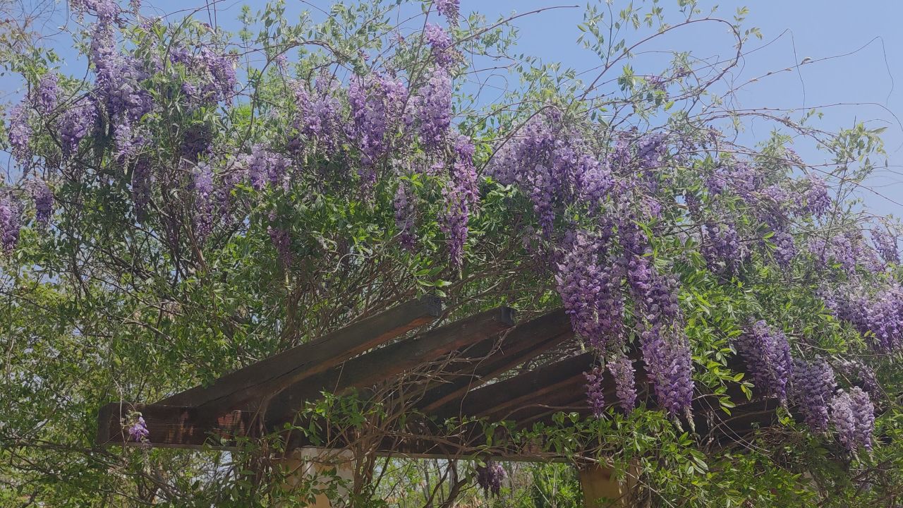 春天 花已开 30