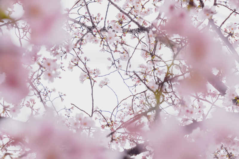 樱花 60