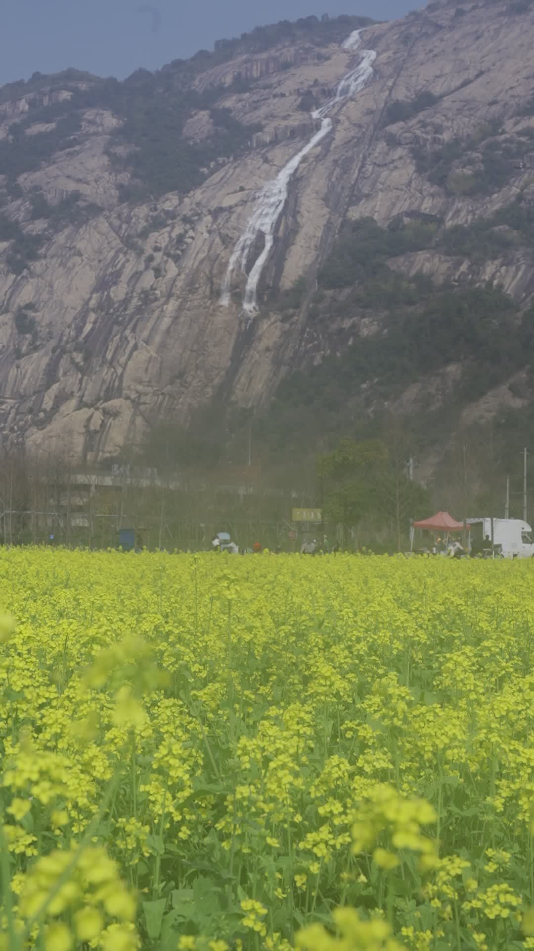 油菜花盛开 10