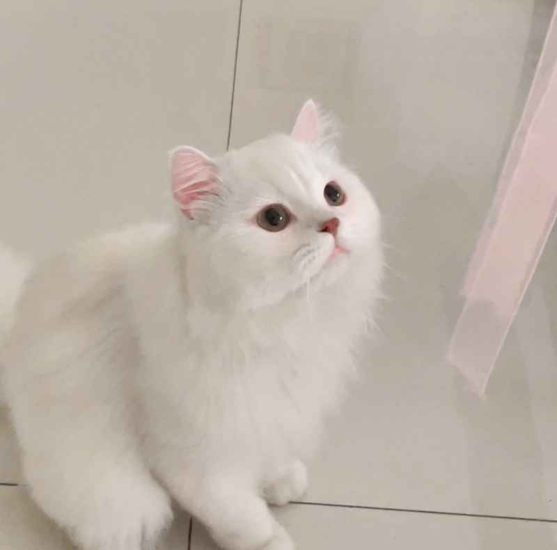 可爱的猫猫，谁能抗拒呢 10