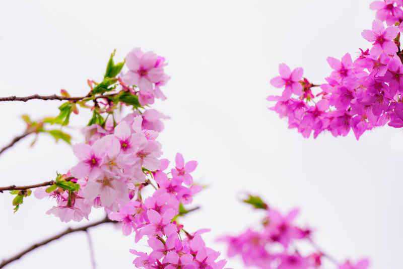 樱花季 44