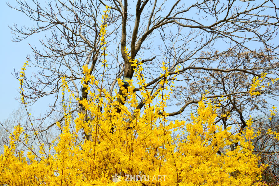 迎春花