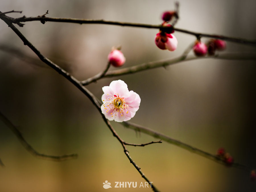 梅花 3