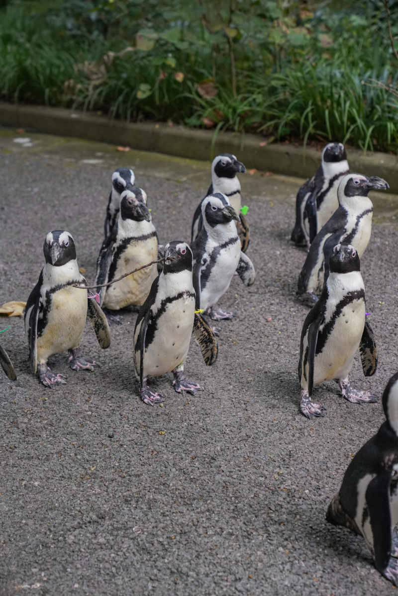 动物园企鹅漫步 4