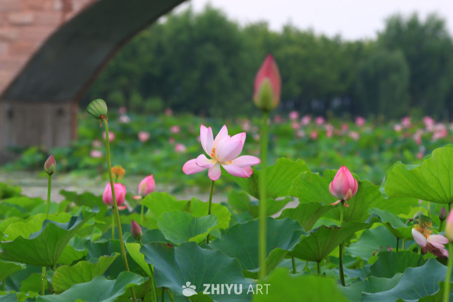 盛夏荷花 12