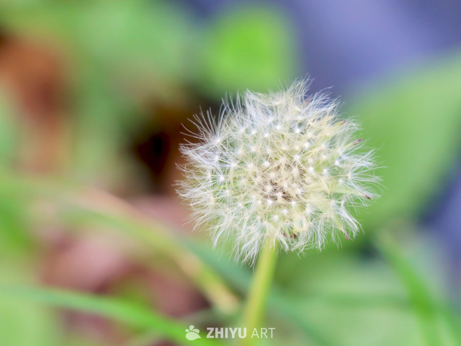 风语绒羽·蒲公英