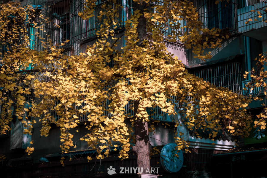 秋日银杏映城景