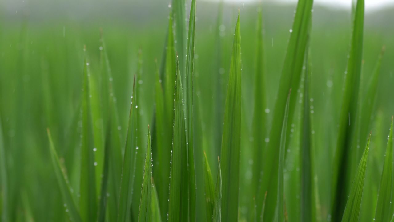 雨中的小麦
