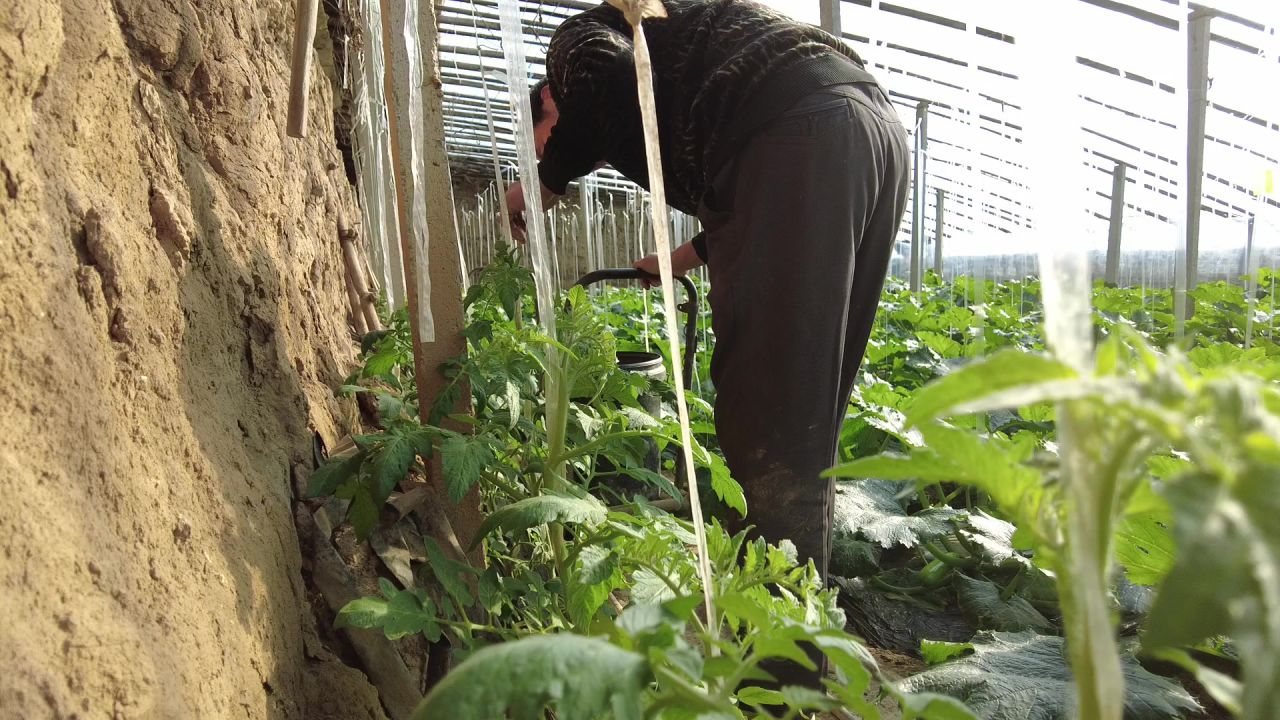 三农农村蔬菜大棚工作生活实拍素材