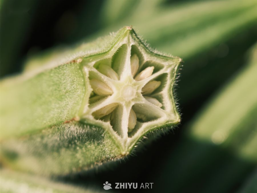 绿色植物的星形切面特写 185
