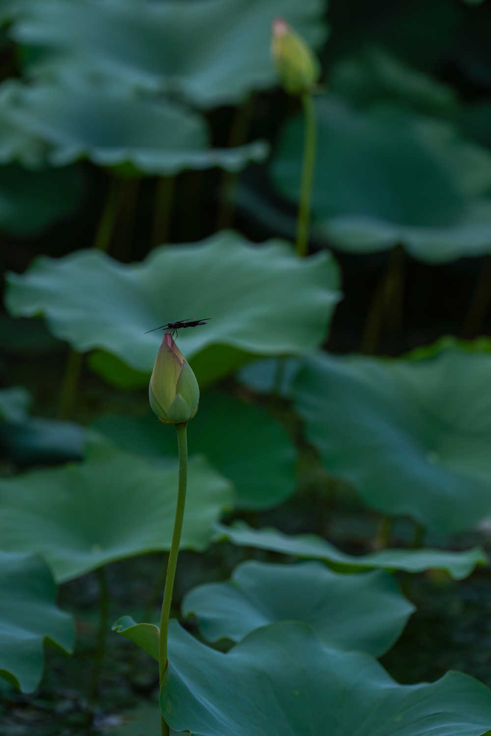 荷花 14