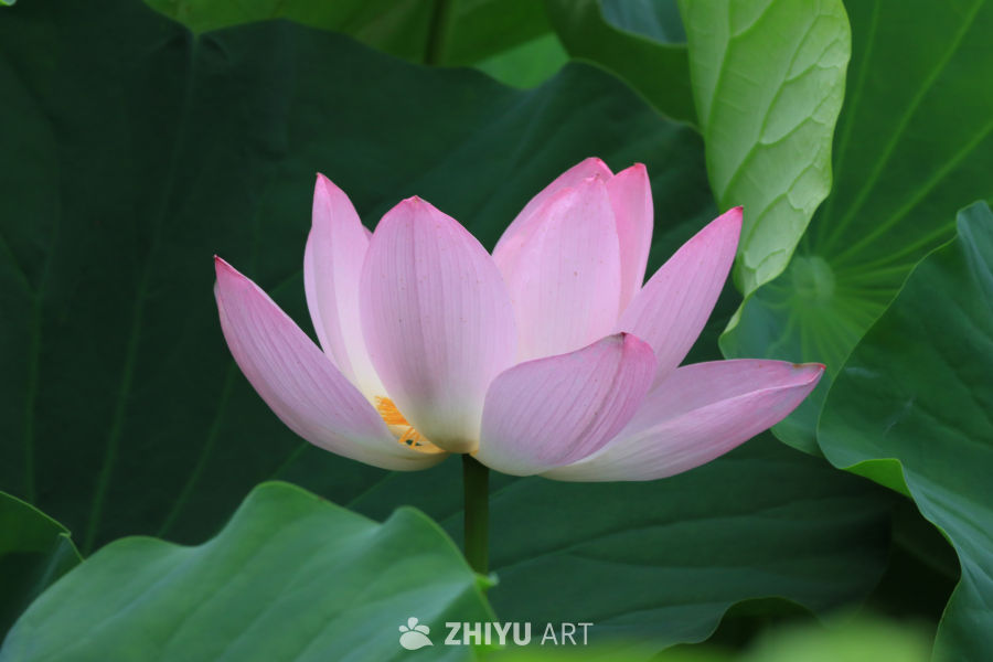 荷花 90