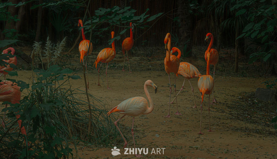 火烈鸟群栖息图