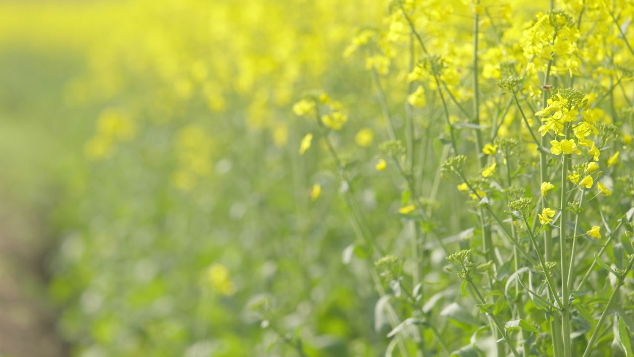 春天农村油菜花海蜜蜂采蜜 40