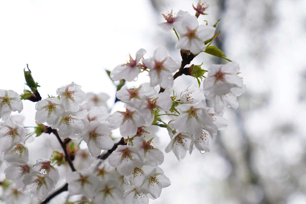 樱花季