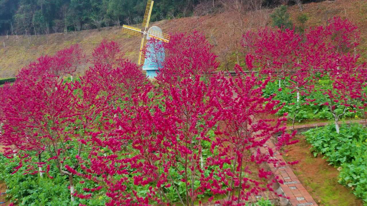 风车与桃花田园景观 三