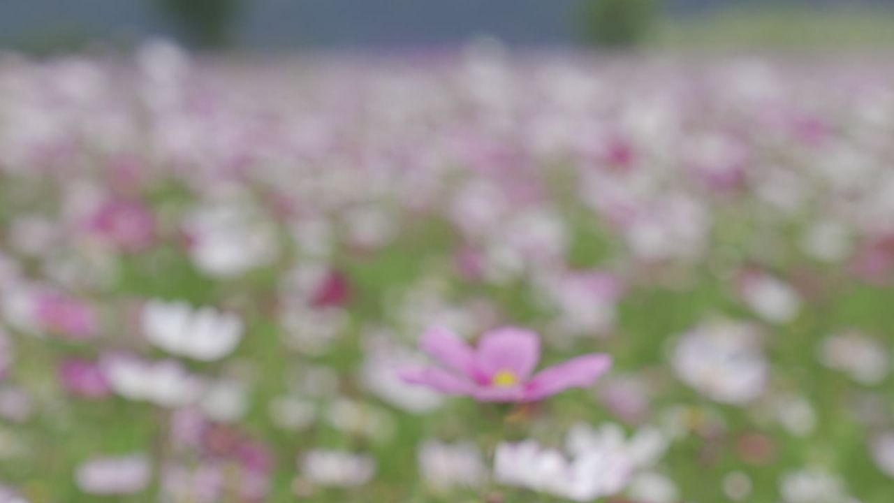 花海 11