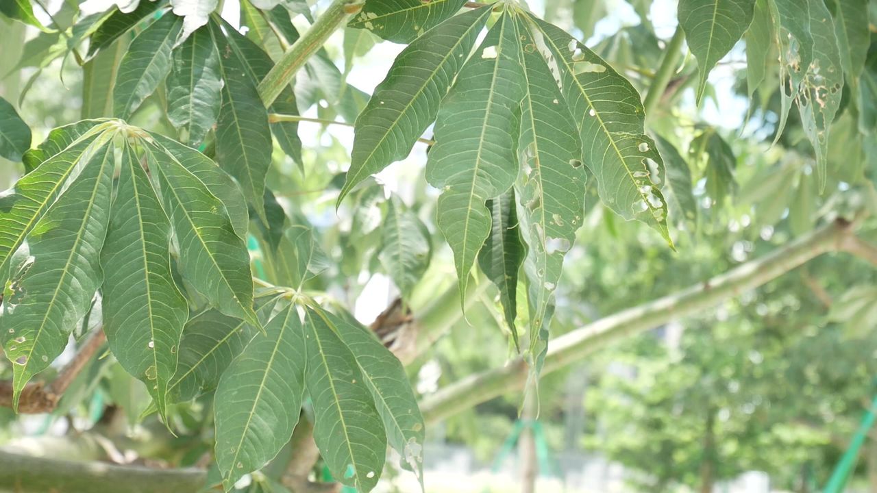 夏日正午微风中的美丽异木棉掌状叶