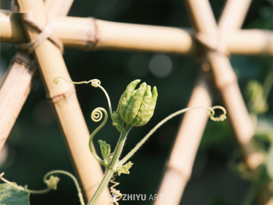 藤蔓攀爬竹架，嫩芽初绽 386