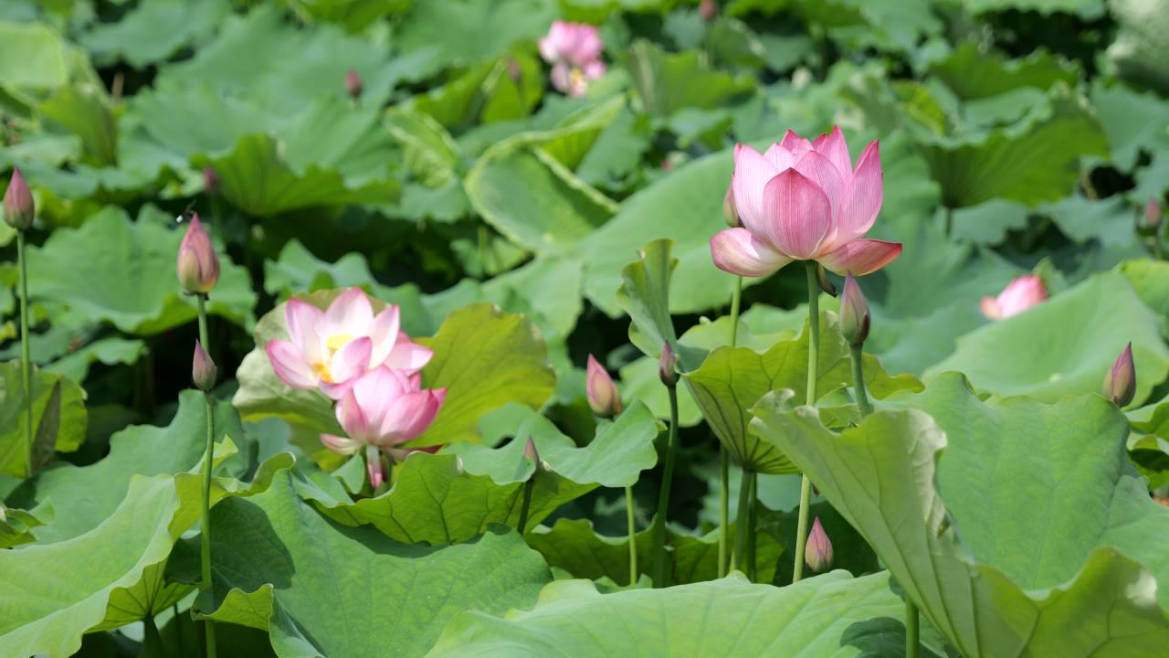 荷花 73