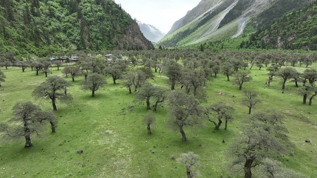 高山峡谷河流沙棘林航拍