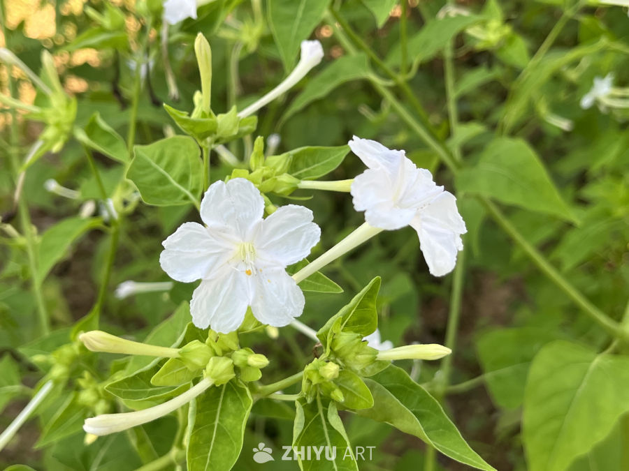 白花绿叶的宁静时光
