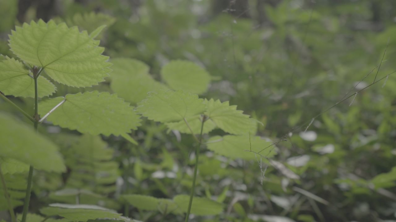 天坑 20