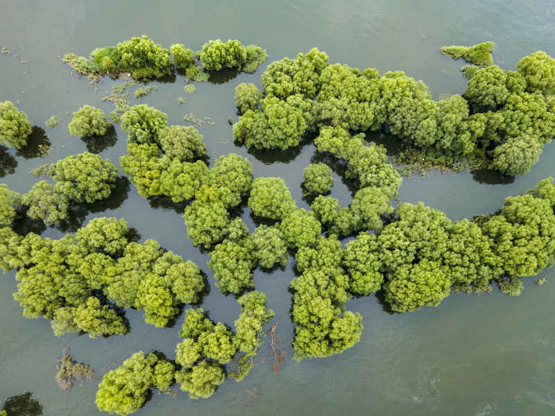 湖南岳阳洞庭湖水上森林植物航拍摄影图