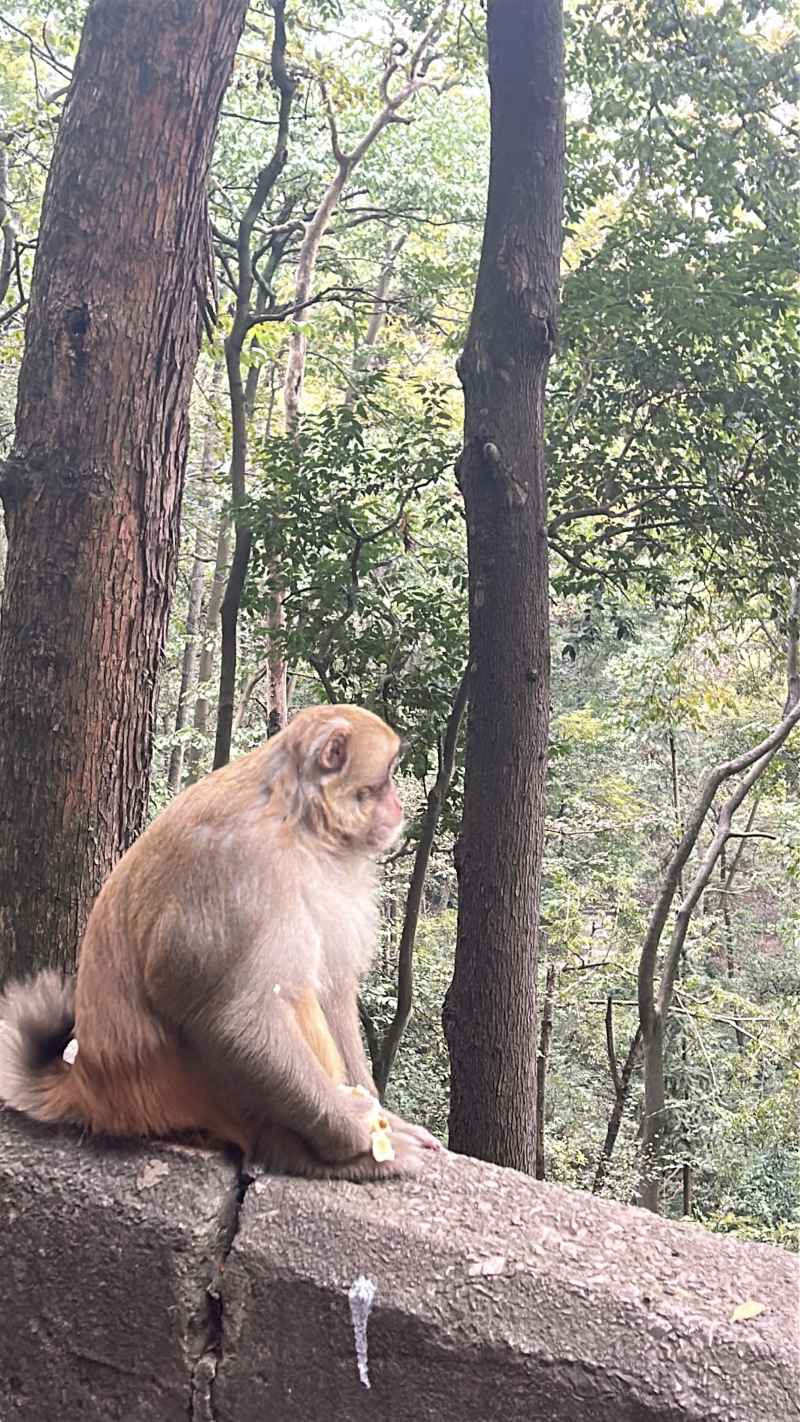 黔灵山之旅 4