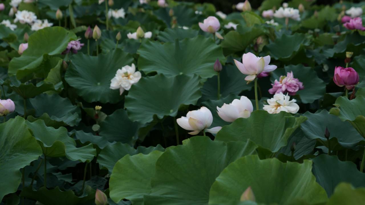 荷花 49