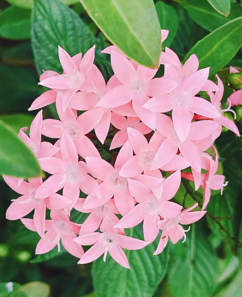 满天星一样的花