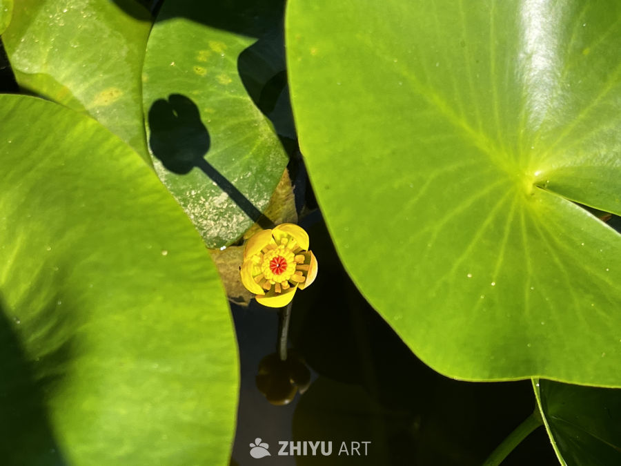 水面上的黄莲花