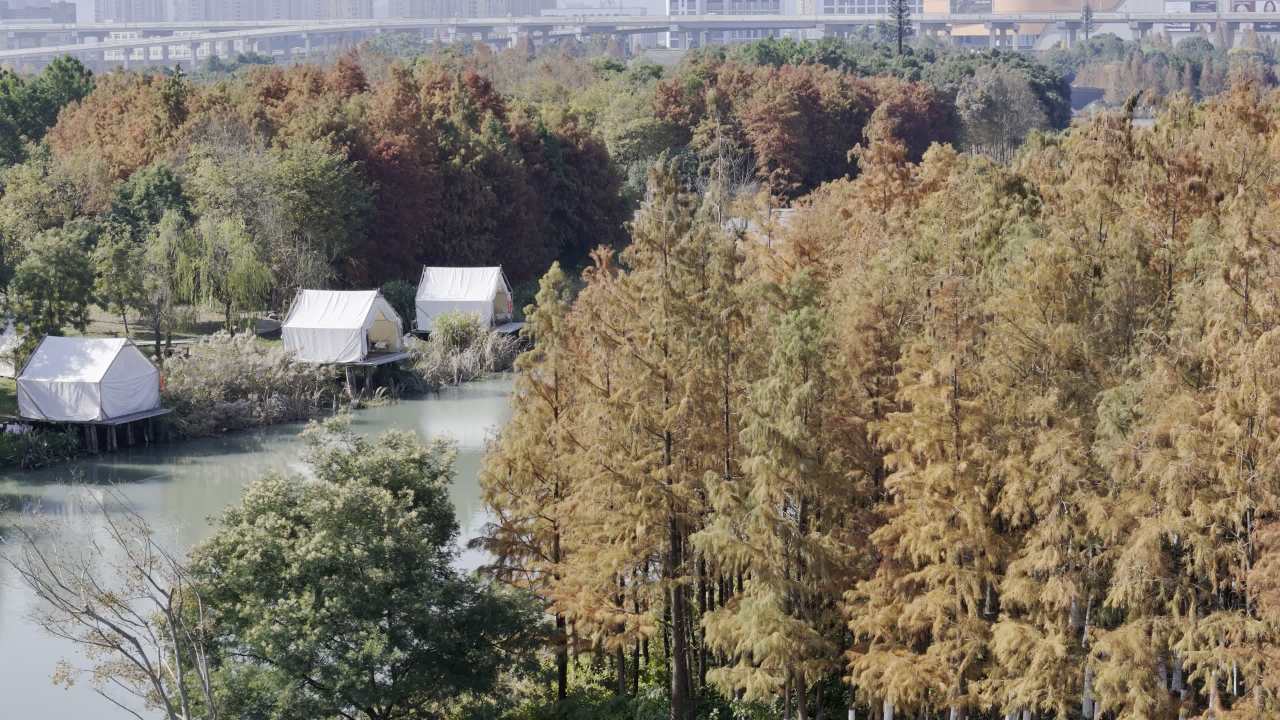 湿地红杉 27