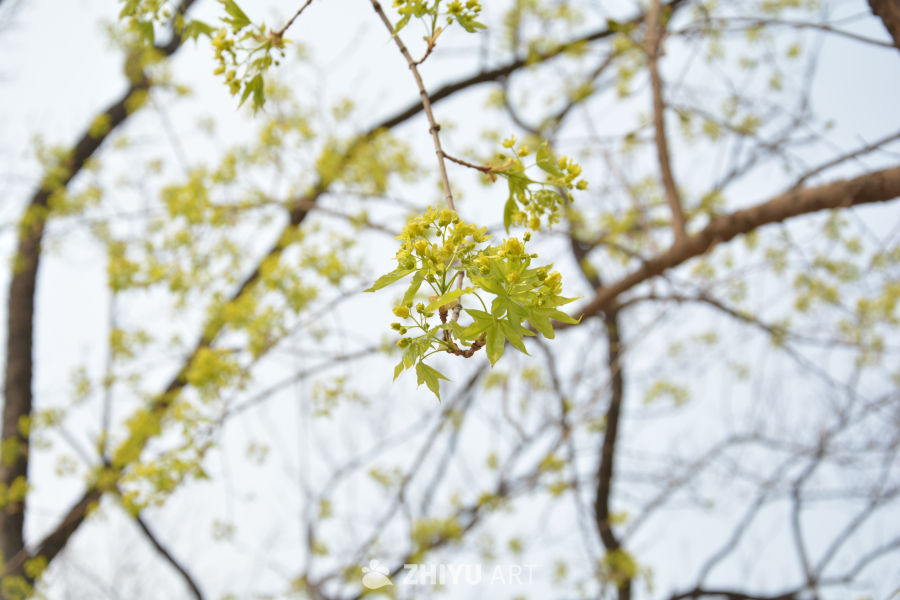 早春发芽