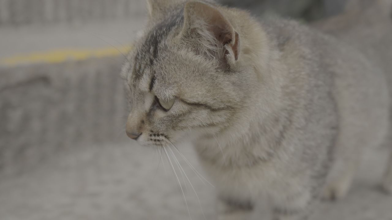猫咪 2