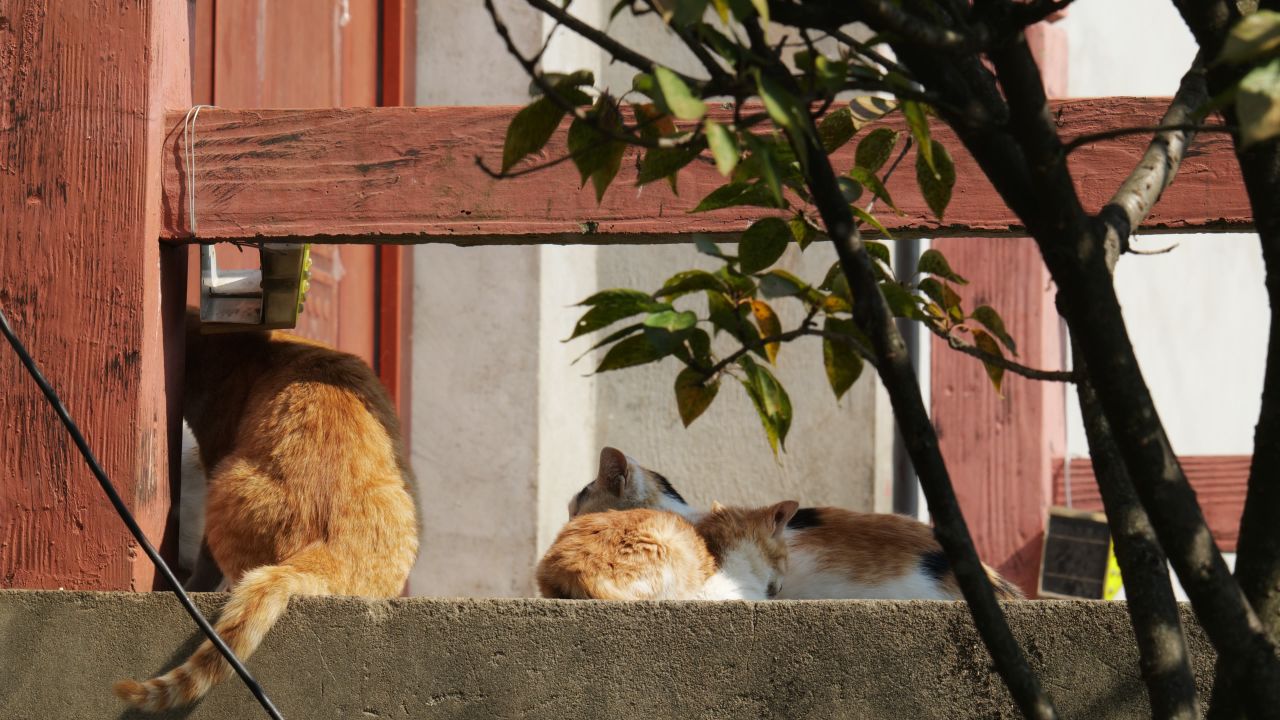 一群猫4K实拍