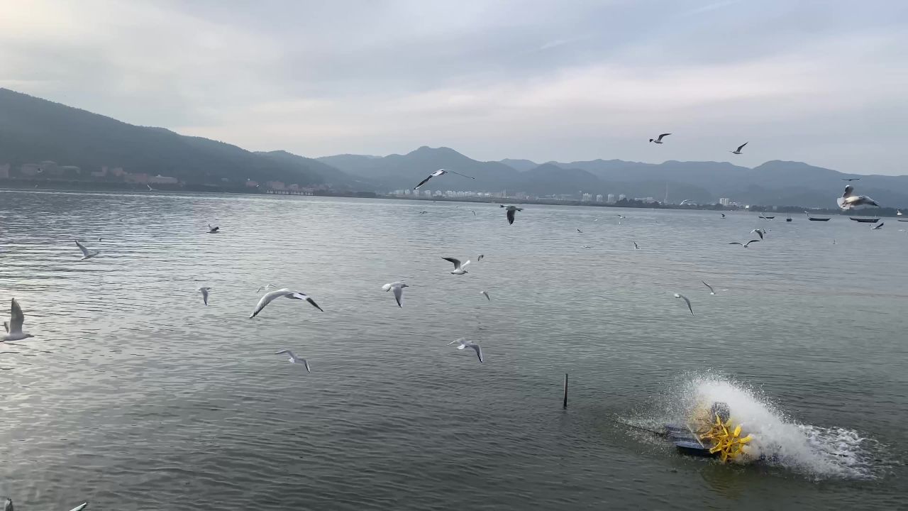 海埂大坝的海鸥群