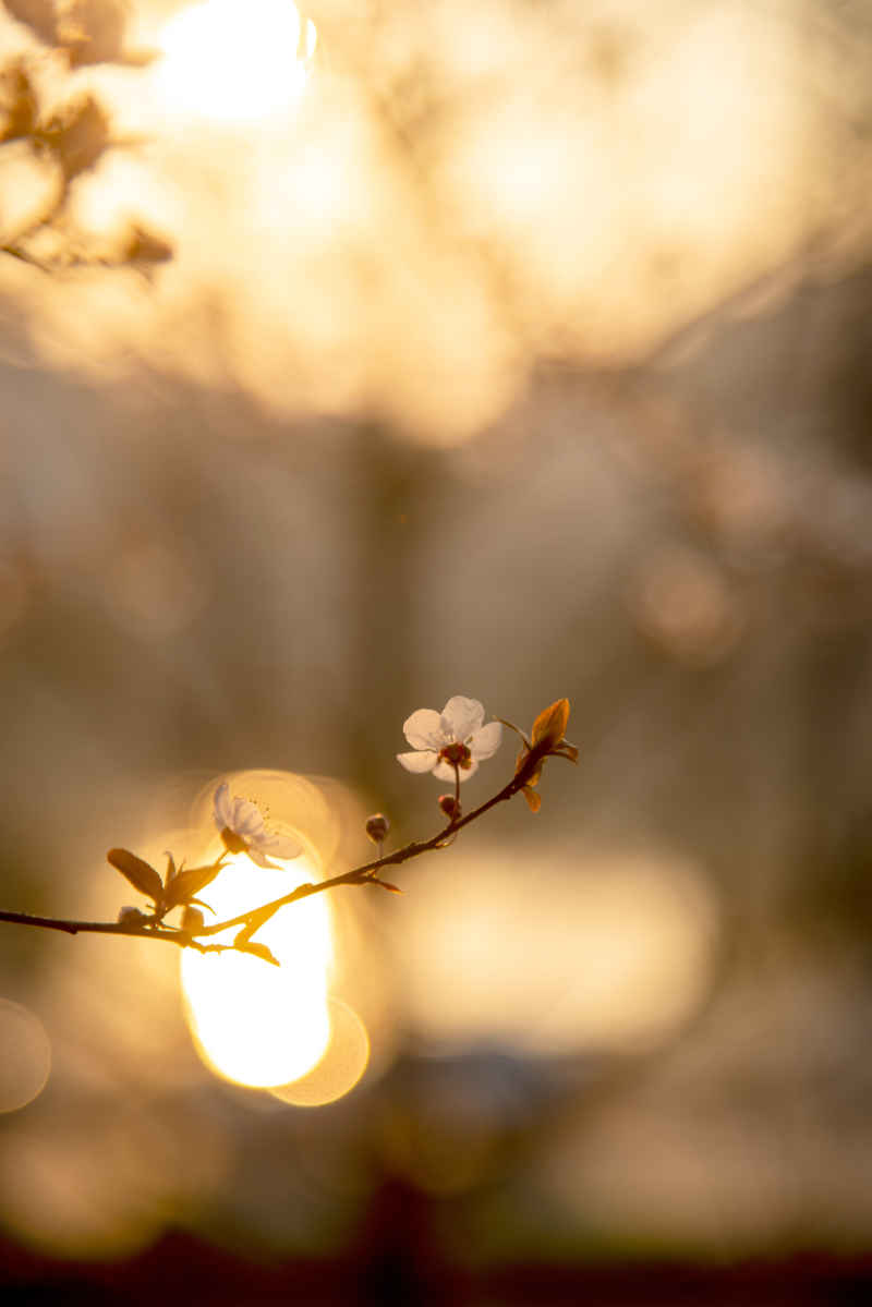 孤独花朵