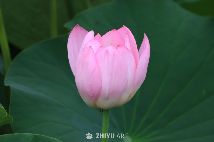荷花 47