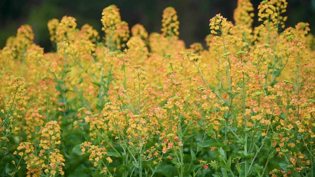4k各色油菜花特写
