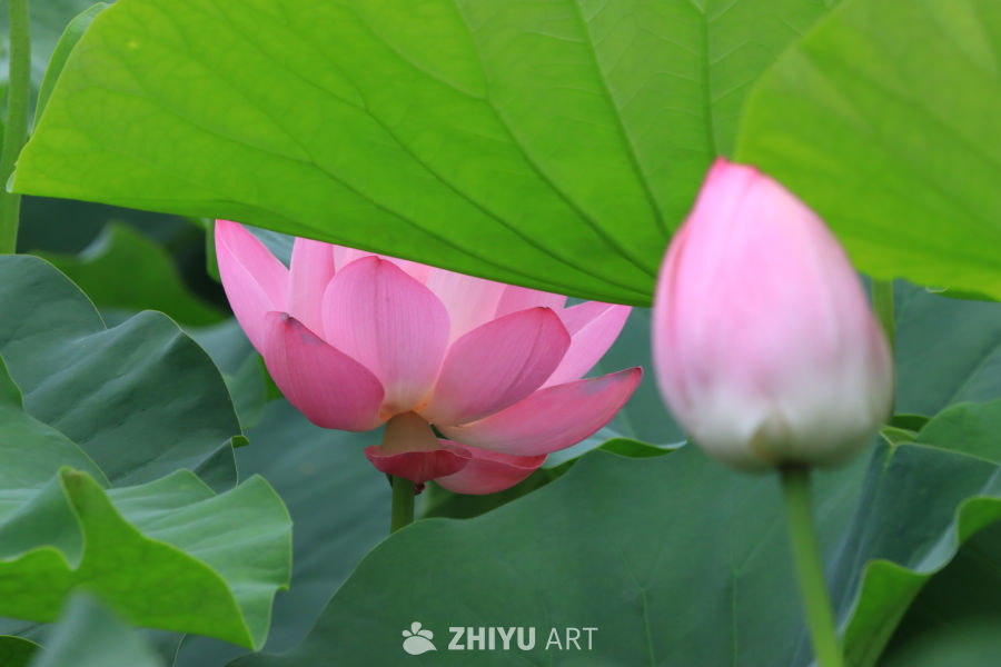 荷花 70