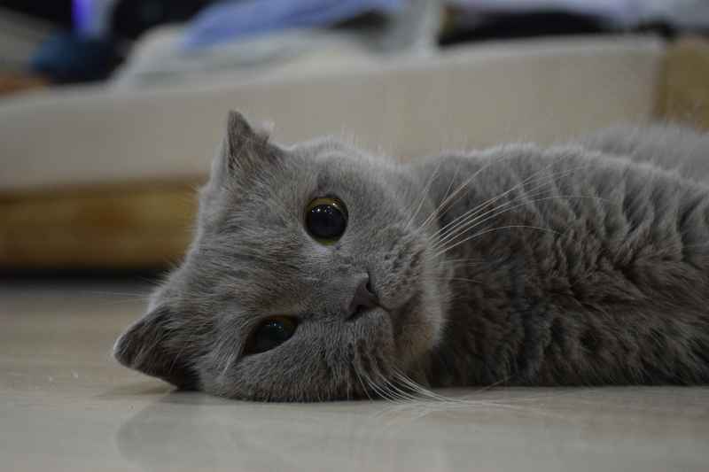 慵懒的精灵：变色折耳猫