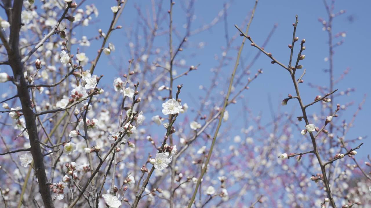 冬天的梅花 27