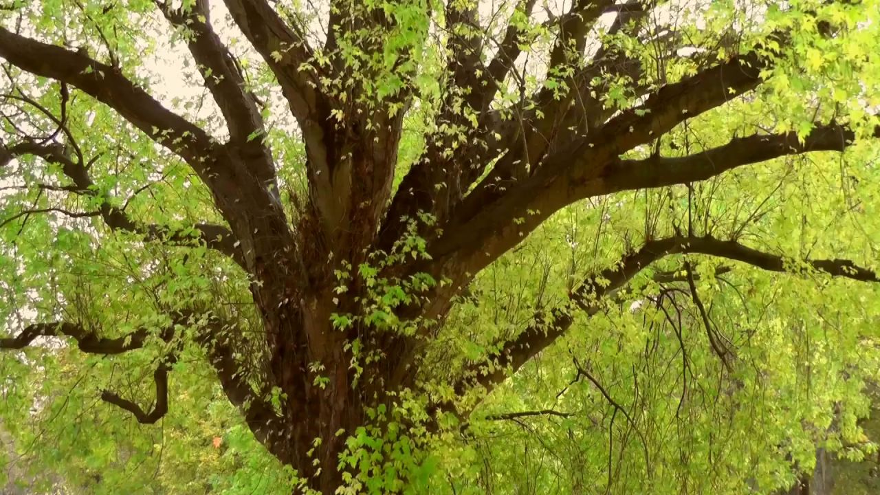 树树干枝杈叶子