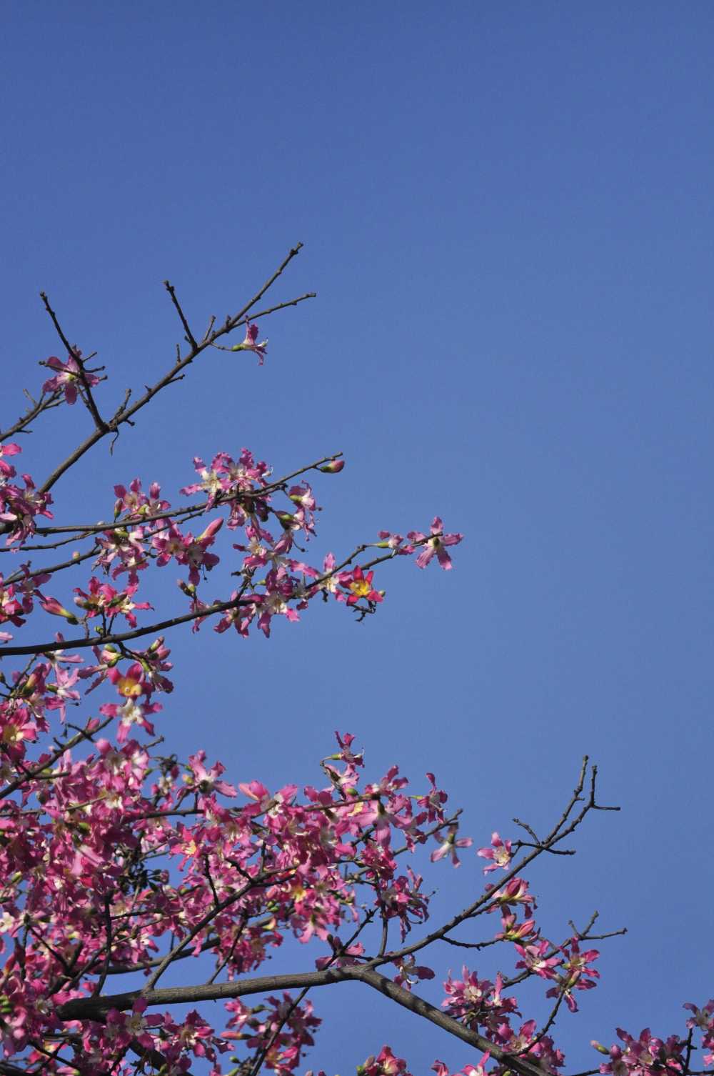 美丽异木棉，异木棉花