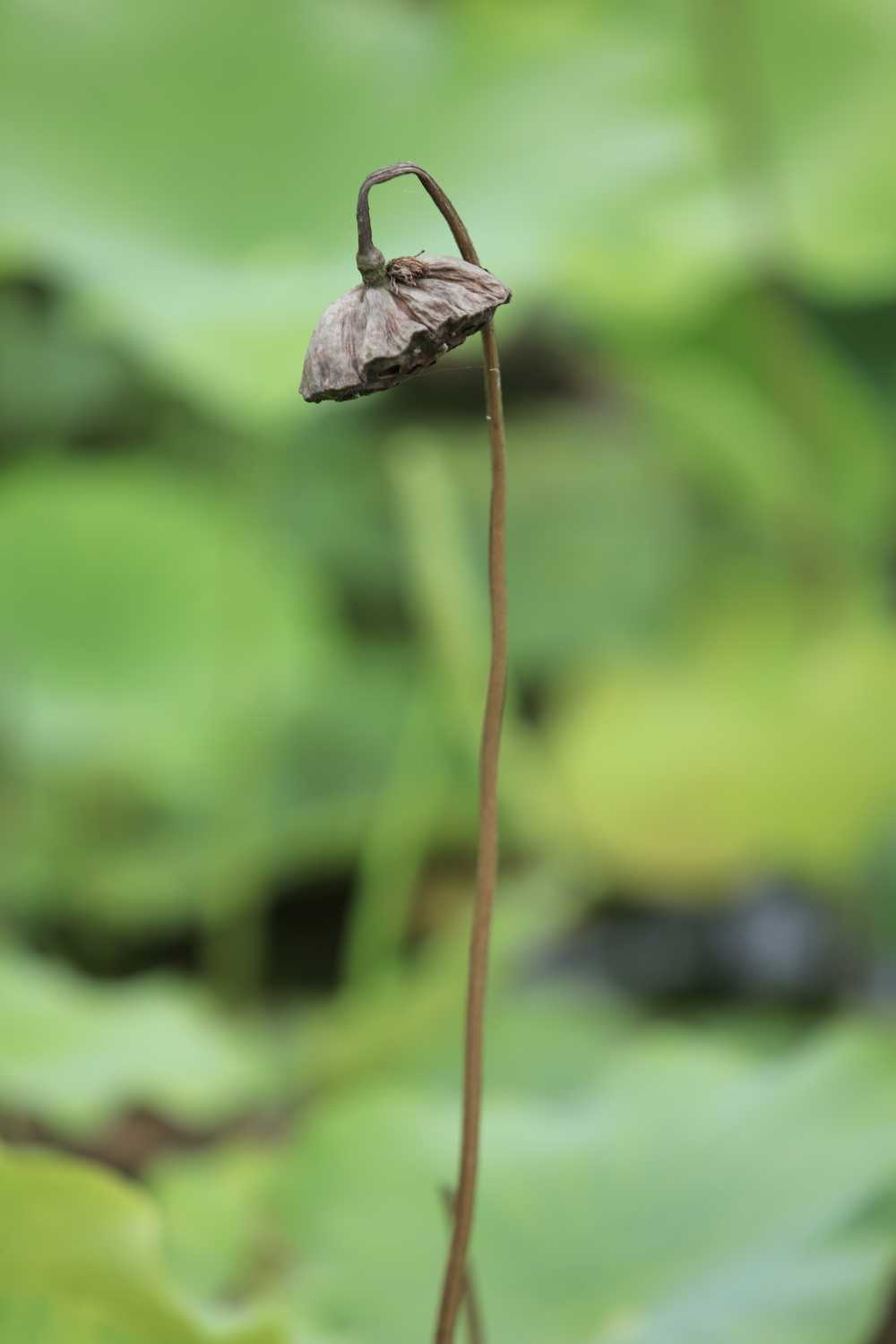 荷花荷叶池塘