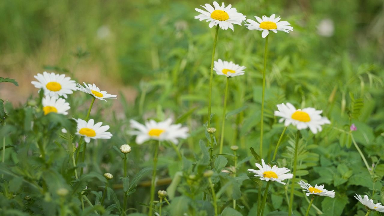 春天花朵花卉4K实拍空镜