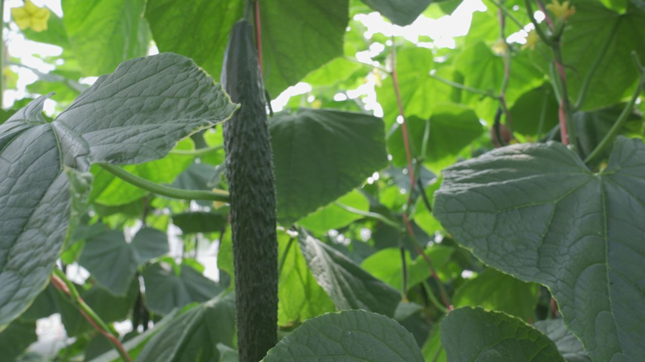黄瓜种植 11